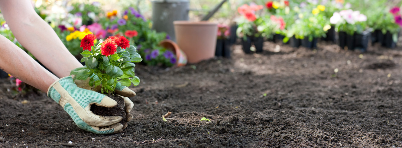 A person's hands holding a potted flower over fresh soil.
